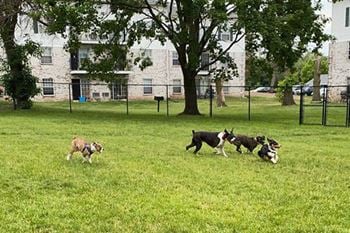 Dog park